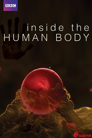 Inside The Human Body