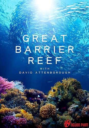 Khám Phá Rạn San Hô Great Barrier Cùng David Attenborough