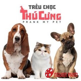 Trêu Chọc Thú Cưng