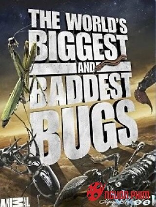 Worlds Biggest And Baddest Bugs