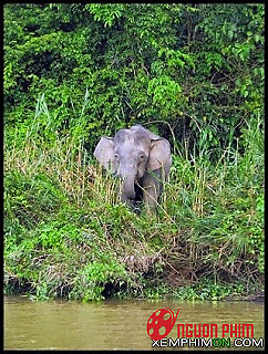 Loài Voi Lùn Ở Borneo